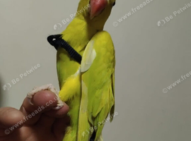 Tame Baby mutation Ringneck