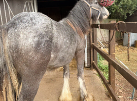 Stunning Irish Cob Gelding