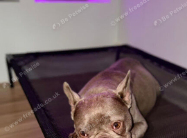 Beautiful French Bulldog &ndash; Expecting a Gorgeous Litter of 5+ Puppies
