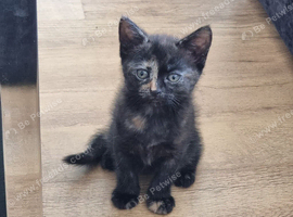 Mixed breeded kitten 8 weeks looking for new home