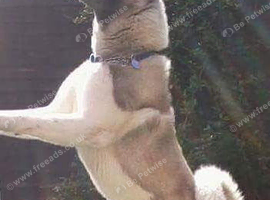 Male Akita