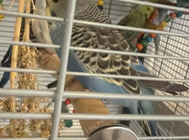 Budgies looking for new homes