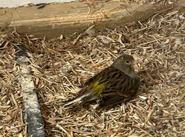 Canary in need of a loving home