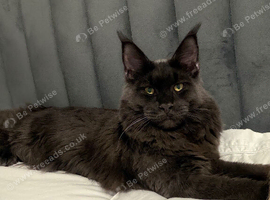 Mainecoon stud!