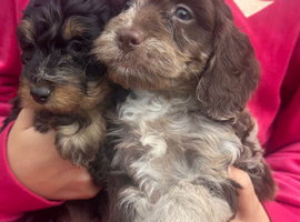 Mixed Litter of Cockapoo Puppies