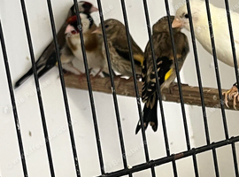 Juvenile (greyplates)