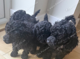 Toy poodle puppies show quality