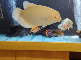 20 inch albino giant gourami