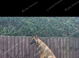 6 month old Belgium Malinoi