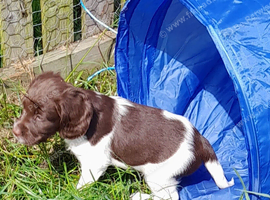 Gorgeous English Springer Spaniel Puppies