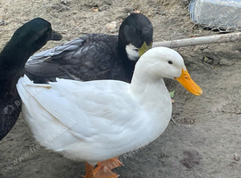 4 ducks