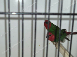 Red Faced parrot finch