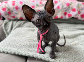 3 Sphynx Cats RTG