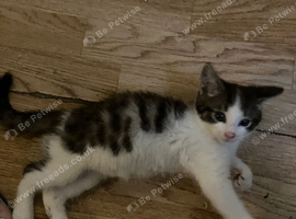 Tabby boy grey and white kitten