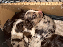 Beautiful Little of cockerspaniel puppies