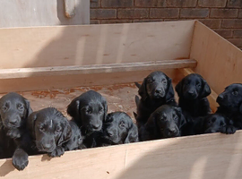 Flat coat puppies
