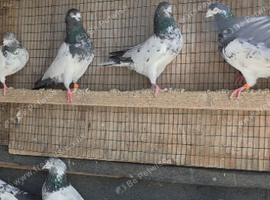 PIGEONS FOR SALE