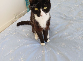 Cat female