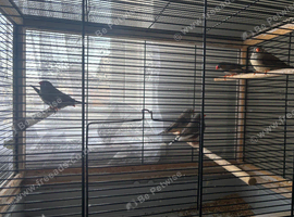 Zebra finch