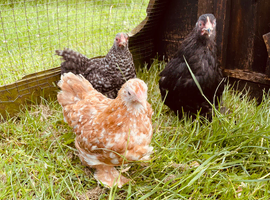 Pekin girls of Different colours