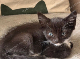 male 9 weeks old urgent rehoming
