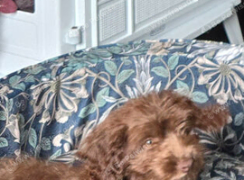 Cockerpoo chocolate