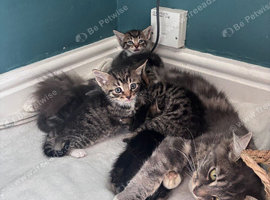 6 wonderful kittens looking for new homes
