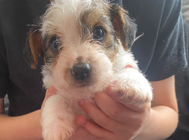 Beautiful jack Russel puppy for sale