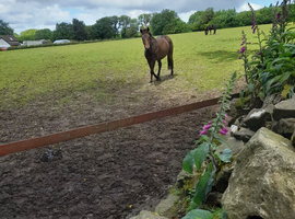 All related & homebred selection of ponies..