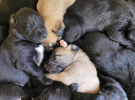 Lurcher pups