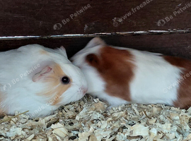 Baby female guinea pigs