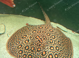 Mini marble motoro stingray