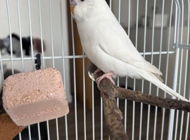 Female White Budgie
