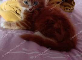 Kittens