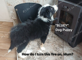 Border Collie Boy Puppies ready now.