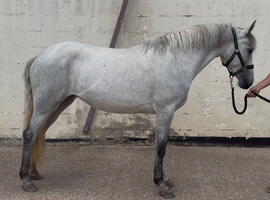Beautiful Grey Connemara Filly