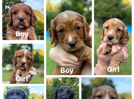 Beautiful tan or black sprocker spaniels available end July.
