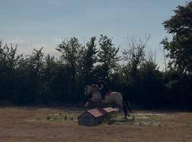 Suzy 15.3hh Irish draught x Connie