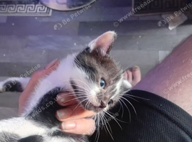 Super cut kittens