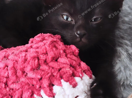 Kitten For Sale