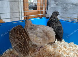 Boys available 4 weeks old