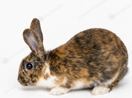 1 yr old harlequin rex