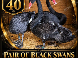 Black Swans