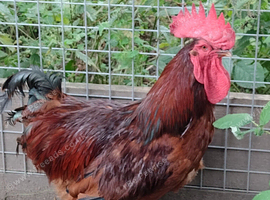 Rhode highland red cockerel