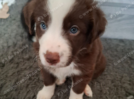 Stunning Male collie