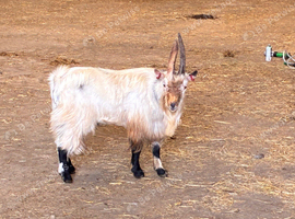 2 year old billy Pygmy goat
