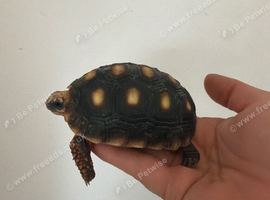 Redfoot baby tortoises