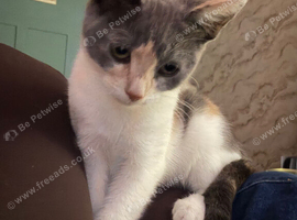Female 5 month old kitten