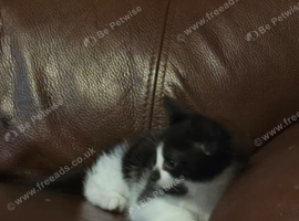 male 1 month old urgent rehoming