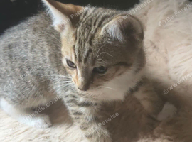 Lovely kittens